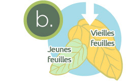 carences-plantes-aquaponie-1-b