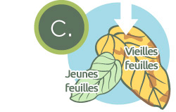 carences-plantes-aquaponie-1-c